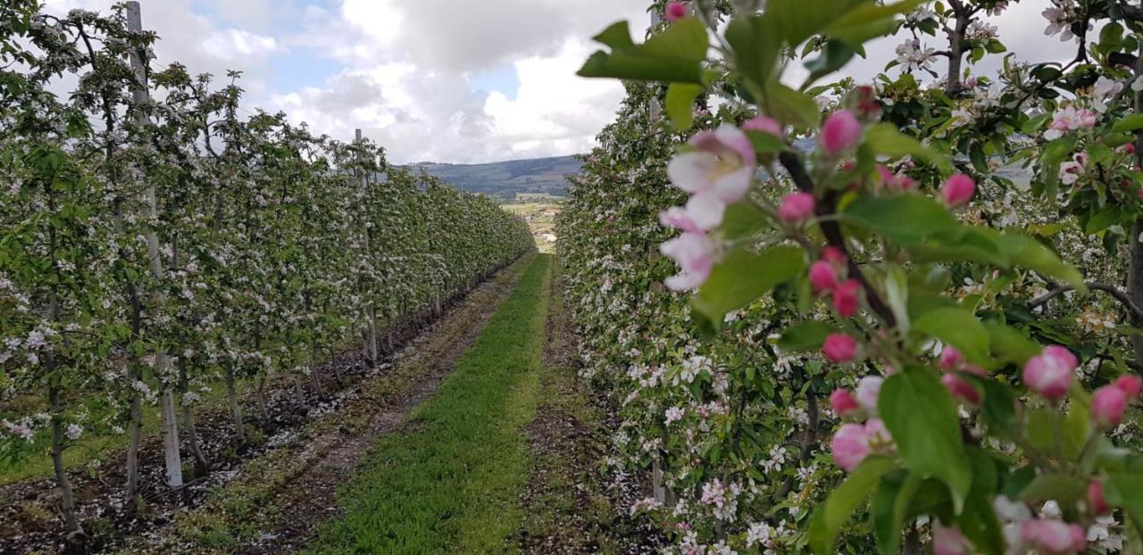 Quinta Bemboa Turismo Espaco Rural Aricera 外观 照片
