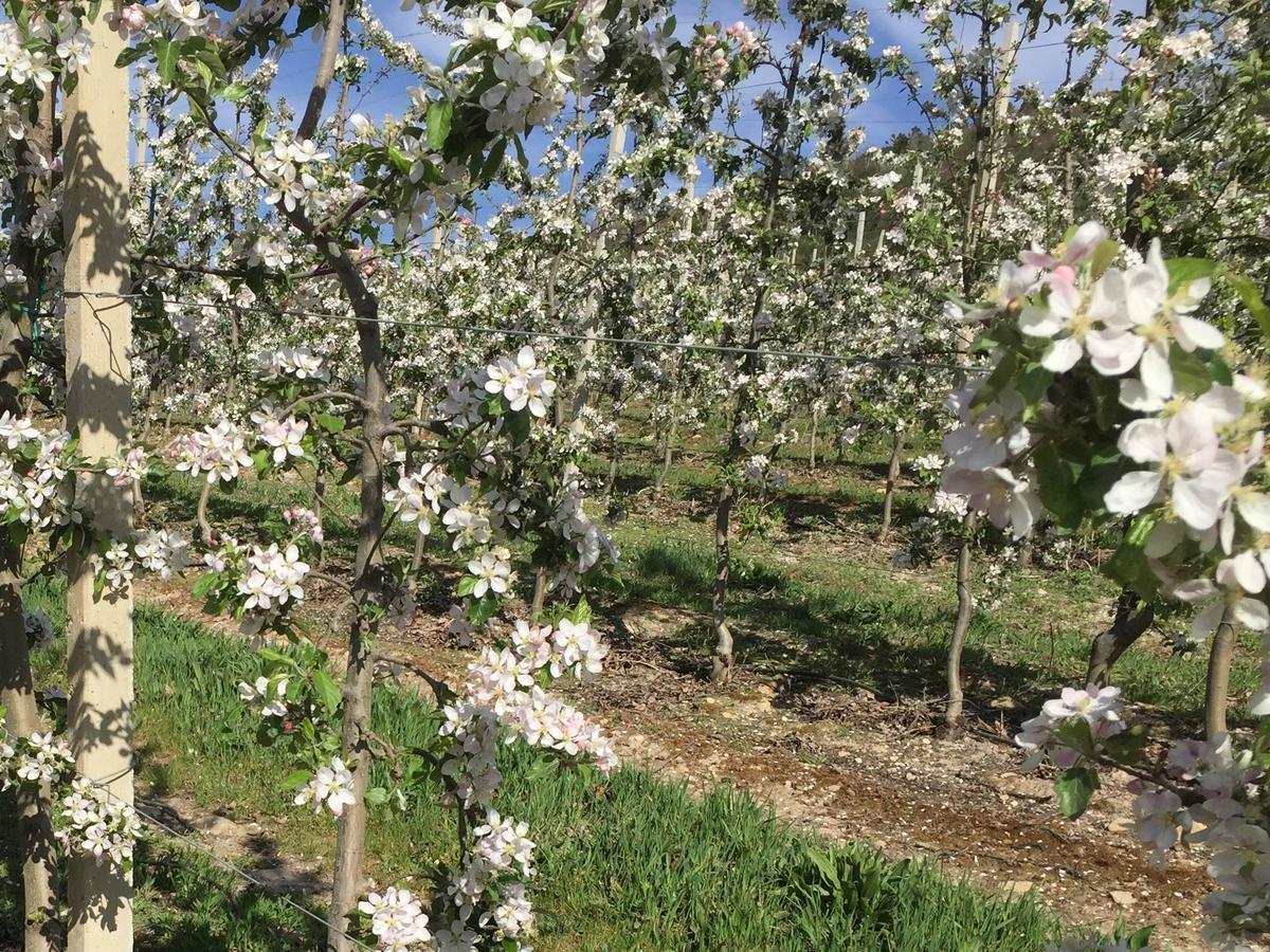 Quinta Bemboa Turismo Espaco Rural Aricera 外观 照片
