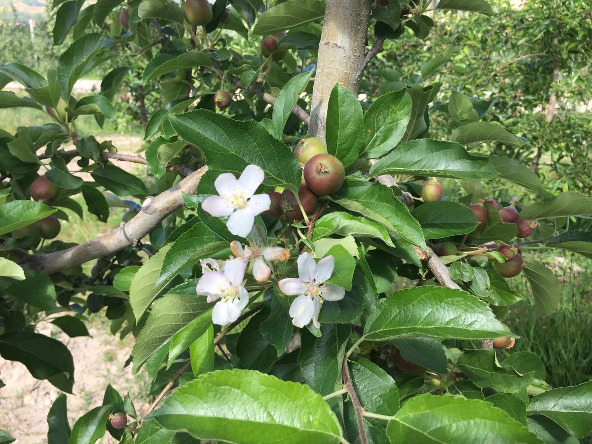 Quinta Bemboa Turismo Espaco Rural Aricera 外观 照片